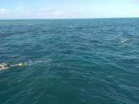Great day of scuba diving in Key Largo with Rainbow Reef on christ statue tropical adventure 2014 11 06 r943 1