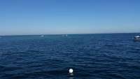 Great day of scuba diving in Key Largo with Rainbow Reef on christ statue tropical voyager 2014 11 14 r970 1
