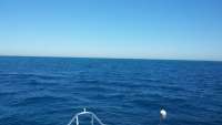 Great day of scuba diving in Key Largo with Rainbow Reef on eagle ray alley tropical odyssey 2014 11 13 r968 1