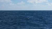 Great day of scuba diving in Key Largo with Rainbow Reef on french reef tropical adventure 2014 11 16 r977 1