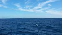 Great day of scuba diving in Key Largo with Rainbow Reef on molasses reef tropical odyssey 2014 11 16 r979 1