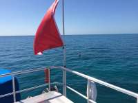 Great day of scuba diving in Key Largo with Rainbow Reef on snapper ledge tropical odyssey 2014 11 07 r947 2