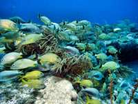 Great day of scuba diving in Key Largo with Rainbow Reef on snapper ledge tropical odyssey 2014 11 28 r998 1