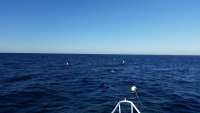 Great day of scuba diving in Key Largo with Rainbow Reef on spiegel grove tropical adventure 2014 11 12 r959 1