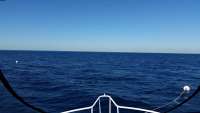 Great day of scuba diving in Key Largo with Rainbow Reef on spiegel grove tropical adventure 2014 11 12 r963 1