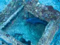 Great day of scuba diving in Key Largo with Rainbow Reef on spiegel grove tropical odyssey 2014 11 11 r956 3