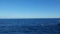 Great day of scuba diving in Key Largo with Rainbow Reef on spiegel grove tropical voyager 2014 11 01 r936 1