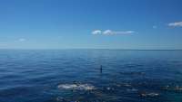 Great day of scuba diving in Key Largo with Rainbow Reef on christ statue tropical adventure 2014 10 18 r895 1