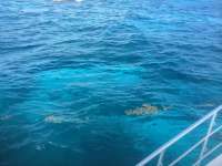 Great day of scuba diving in Key Largo with Rainbow Reef on christmastree cave tropical odyssey 2014 10 14 r881 1