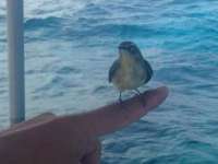 Great day of scuba diving in Key Largo with Rainbow Reef on hole in the wall tropical adventure 2014 10 14 r882 1
