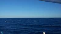Great day of scuba diving in Key Largo with Rainbow Reef on molasses reef tropical odyssey 2014 10 16 r888 1