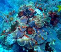 Great day of scuba diving in Key Largo with Rainbow Reef on north star tropical odyssey 2014 10 31 r935 1