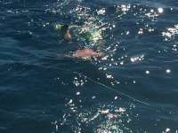 Great day of scuba diving in Key Largo with Rainbow Reef on snapper ledge tropical odyssey 2014 10 17 r890 1