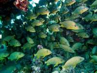 Great day of scuba diving in Key Largo with Rainbow Reef on snapper ledge tropical odyssey 2014 10 24 r914 1