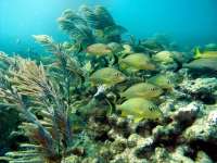 Great day of scuba diving in Key Largo with Rainbow Reef on snapper ledge tropical odyssey 2014 10 24 r914 2