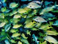 Great day of scuba diving in Key Largo with Rainbow Reef on snapper ledge tropical odyssey 2014 10 24 r914 3