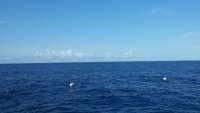 Great day of scuba diving in Key Largo with Rainbow Reef on spiegel grove tropical odyssey 2014 10 07 r854 1
