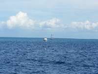 Great day of scuba diving in Key Largo with Rainbow Reef on uscgc duane tropical adventure 2014 10 06 r850 1