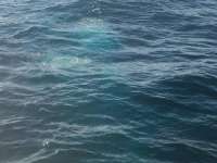 Great day of scuba diving in Key Largo with Rainbow Reef on eagle ray alley tropical odyssey 2014 09 29 r831 3