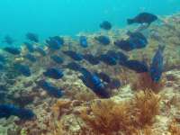 Great day of scuba diving in Key Largo with Rainbow Reef on snapper ledge tropical odyssey 2014 09 07 r753 2