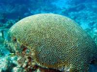 Great day of scuba diving in Key Largo with Rainbow Reef on snapper ledge tropical odyssey 2014 09 07 r753 3