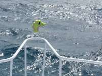 Great day of scuba diving in Key Largo with Rainbow Reef on spiegel grove tropical adventure 2014 09 14 r780 1