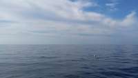 Great day of scuba diving in Key Largo with Rainbow Reef on spiegel grove tropical adventure 2014 09 21 r804 1