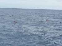 Great day of scuba diving in Key Largo with Rainbow Reef on spiegel grove tropical adventure 2014 09 23 r811 1