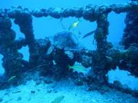 Great day of scuba diving in Key Largo with Rainbow Reef on spiegel grove tropical odyssey 2014 09 01 r729 2