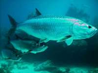Great day of scuba diving in Key Largo with Rainbow Reef on uscgc duane tropical voyager 2014 09 01 r731 1