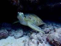 Great day of scuba diving in Key Largo with Rainbow Reef on woodys tropical odyssey 2014 09 30 r835 1
