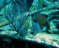 Great day of scuba diving in Key Largo with Rainbow Reef on benwood wreck tropical odyssey 2015 04 19 r1419 1