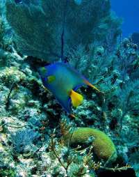 Great day of scuba diving in Key Largo with Rainbow Reef on benwood wreck tropical odyssey 2015 04 19 r1419 2