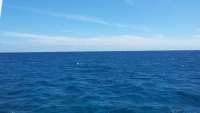 Great day of scuba diving in Key Largo with Rainbow Reef on french reef tropical odyssey 2015 04 03 r1357 1