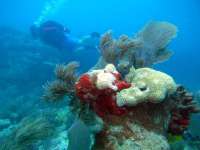 Great day of scuba diving in Key Largo with Rainbow Reef on hole in the wall tropical odyssey 2015 04 04 r1360 1