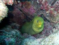 Great day of scuba diving in Key Largo with Rainbow Reef on snapper ledge tropical odyssey 2015 04 17 r1413 3