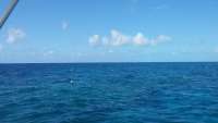 Great day of scuba diving in Key Largo with Rainbow Reef on spiegel grove tropical adventure 2015 04 16 r1409 1