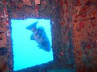 Great day of scuba diving in Key Largo with Rainbow Reef on spiegel grove tropical odyssey 2015 04 02 r1353 1