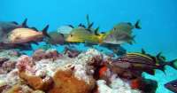 Great day of scuba diving in Key Largo with Rainbow Reef on french deep tropical odyssey 2015 08 18 r1905 1