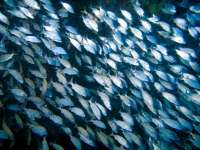 Great day of scuba diving in Key Largo with Rainbow Reef on minnow cave tropical odyssey 2015 08 12 r1877 1