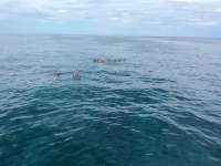 Great day of scuba diving in Key Largo with Rainbow Reef on molasses reef tropical adventure 2015 08 25 r1941 1