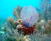 Great day of scuba diving in Key Largo with Rainbow Reef on molasses reef tropical odyssey 2015 08 31 r1956 1