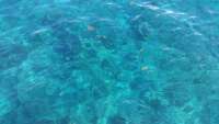 Great day of scuba diving in Key Largo with Rainbow Reef on molasses reef tropical voyager 2015 08 08 r1861 1