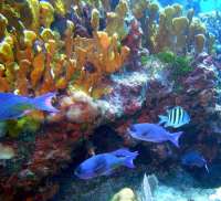 Great day of scuba diving in Key Largo with Rainbow Reef on permit ledges tropical odyssey 2015 08 28 r1952 1