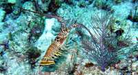 Great day of scuba diving in Key Largo with Rainbow Reef on permit ledges tropical odyssey 2015 08 28 r1952 2