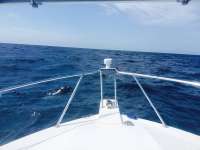 Great day of scuba diving in Key Largo with Rainbow Reef on spiegel grove tropical explorer 2015 08 03 r1842 1