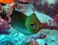 Great day of scuba diving in Key Largo with Rainbow Reef on winch hole tropical odyssey 2015 08 13 r1883 1