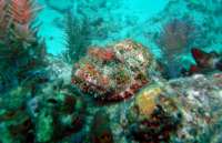 Great day of scuba diving in Key Largo with Rainbow Reef on fire coral cave tropical odyssey 2015 12 07 r2346 1