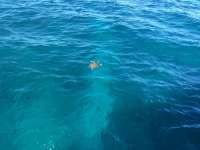 Great day of scuba diving in Key Largo with Rainbow Reef on french reef tropical adventure 2015 12 11 r2361 1