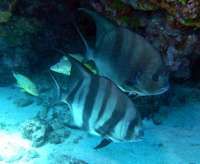 Great day of scuba diving in Key Largo with Rainbow Reef on molasses reef tropical odyssey 2015 12 14 r2370 1